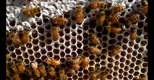 nghề nuôi ong nổi tiếng