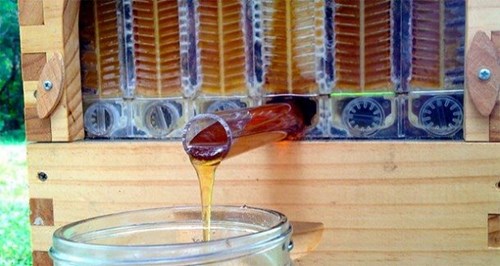 thu gom mật ong