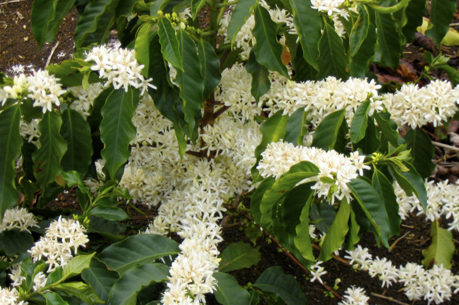 Hoa vải